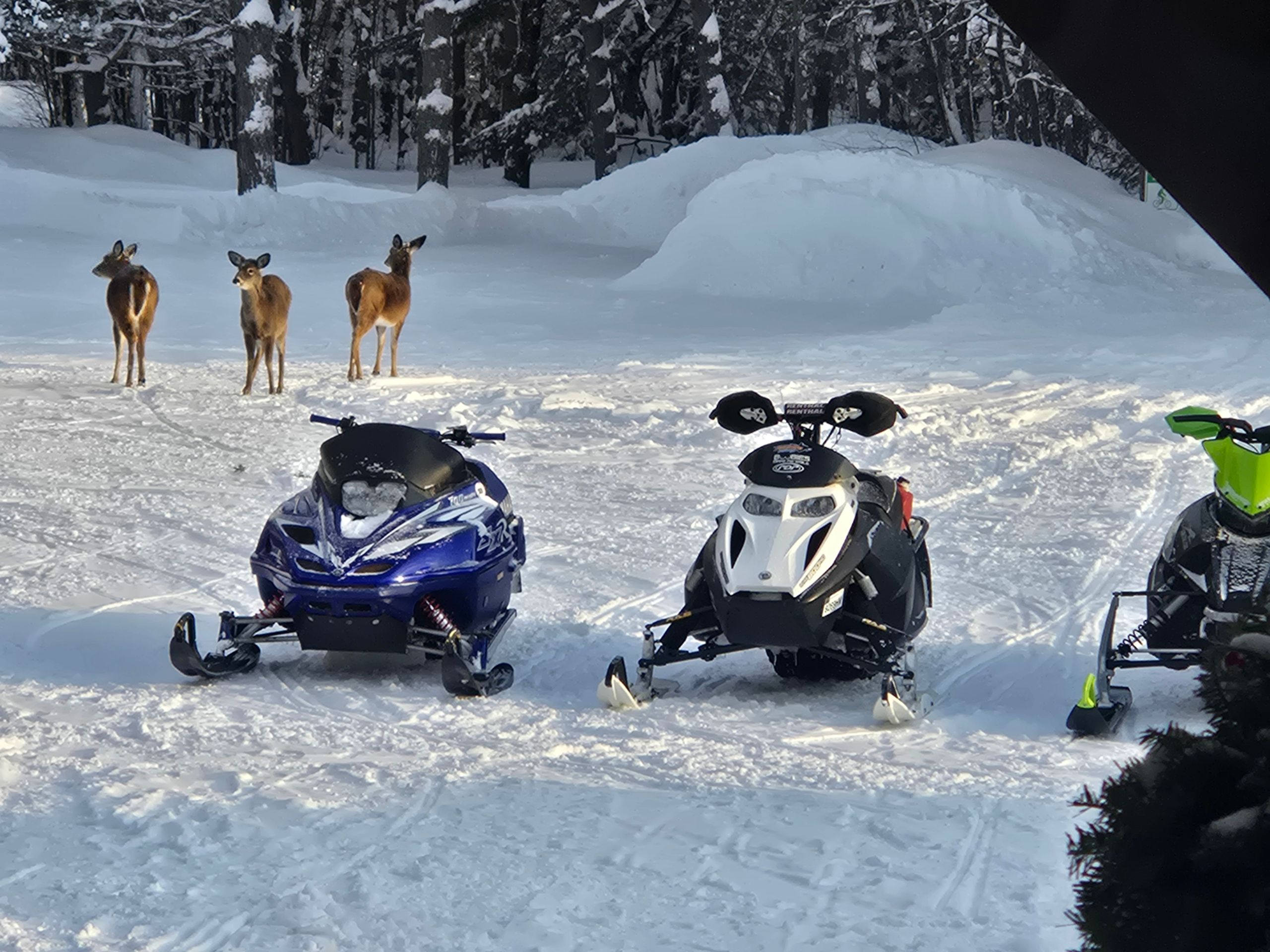 Visitors flock to Charlie's Inn